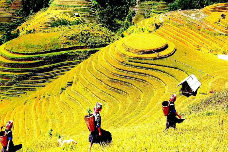 Sapa easy trek 3 days 4 nights  (Hotel & Homestay)